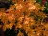 Acer palmatum 'Heptalobum Elegans' autumn colour