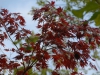 Acer palmatum heptalobum group 'Elegans Purpureum'