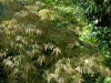 Acer palmatum heptalobum  'Elegans'