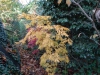 Acer palmatum heptalobum 'Elegans'