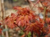 Acer palmatum 'Katsura'