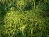 Acer palmatum 'Linearlobum'