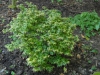 Acer palmatum 'Little Princess'