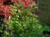 Acer palmatum 'Okushimo'