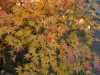 Acer Palmatum 'Orange 'Dream' autumn colour