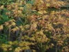 Acer palmatum 'Orange Dream'