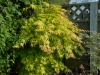 Acer Palmatum 'Orange Dream'