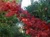 Acer palmatum 'Osakazuki' autumn colour