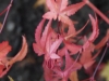 Acer palmatum 'Red Wine' autumn colour