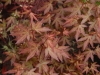 Acer palmatum 'Redwine' - spring foliage