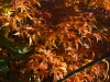 Acer palmatum 'Seiun-Kaku' autumn cokour