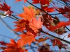 Acer palmatum septemlobum group own seedling