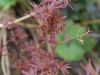 Acer palmatum 'Shaina'
