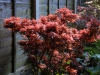 Acer palmatum 'Shaina'