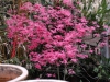 Acer palmatum 'Shinde Shojo'