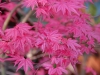 Acer palmatum 'Shindi Shojo'