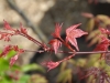 Acer palmatum- 'Sishio Improved' - spring