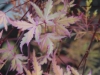 Acer palmatum 'Taylor' autumn colour