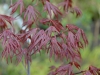 Acer palmatum 'Trompenberg'