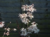 Acer palmatum 'Ukigomo'