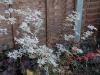 Acer palmatum 'Ukigumo'