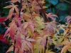 Acer palmatum 'Wilson's Pink Dwarf' autumn colour