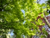 Acer shirasawanum 'Aureum'