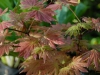 Acer shirasawanum 'Autumn Moon'