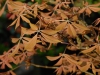 Aesculus neglecta 'Erythroblastos'