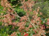 Aesculus neglecta 'Erythroblastos'
