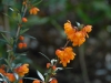Berberis linaerifolium \'Orange King\'