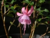 Fuchsia \'Beacon Rosa\'