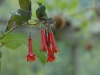 Fuchsia fulgens (tender}
