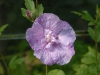Hibiscus syriacus  \'Lavender Shiffon\'