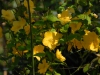 Kerria -japonica \'Golden Guinea\'
