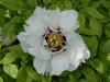 Paeonia suffruticosa \'Lactiflora\'