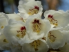 Rhododendron macabeanum close-up