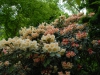 Rhododendron \'Chelsea Seventy\'