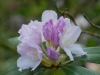 Rhododendron \'Hoppy\' (yak.)