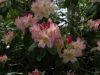 Rhododendron \'Percy Wiseman\' (yak.)