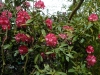 Rhododendron \'Vintage Rose\' (yak.)