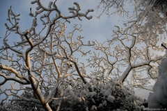 Snow Scenes