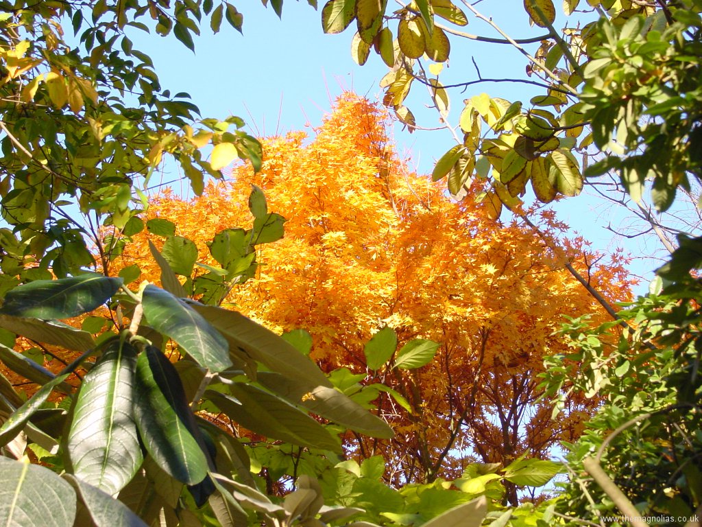 Acer palmatum 'Sengo-kaku' ('Senkaki')