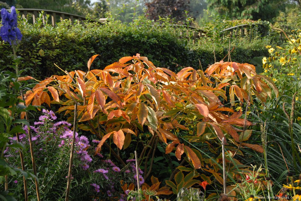 Aesculus neglecta 'Autumn Fire'
