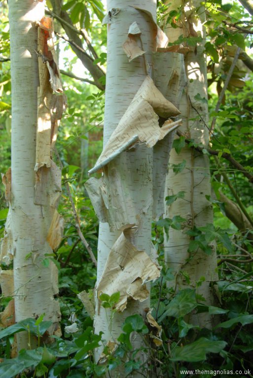 Betula utilis var. jacquemontii peeling bark