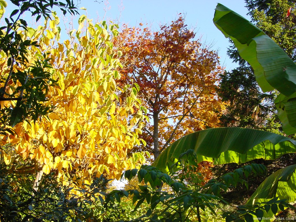 Magnolia x veitchii 'Isca' and Acer platanoides 'Crimson King'