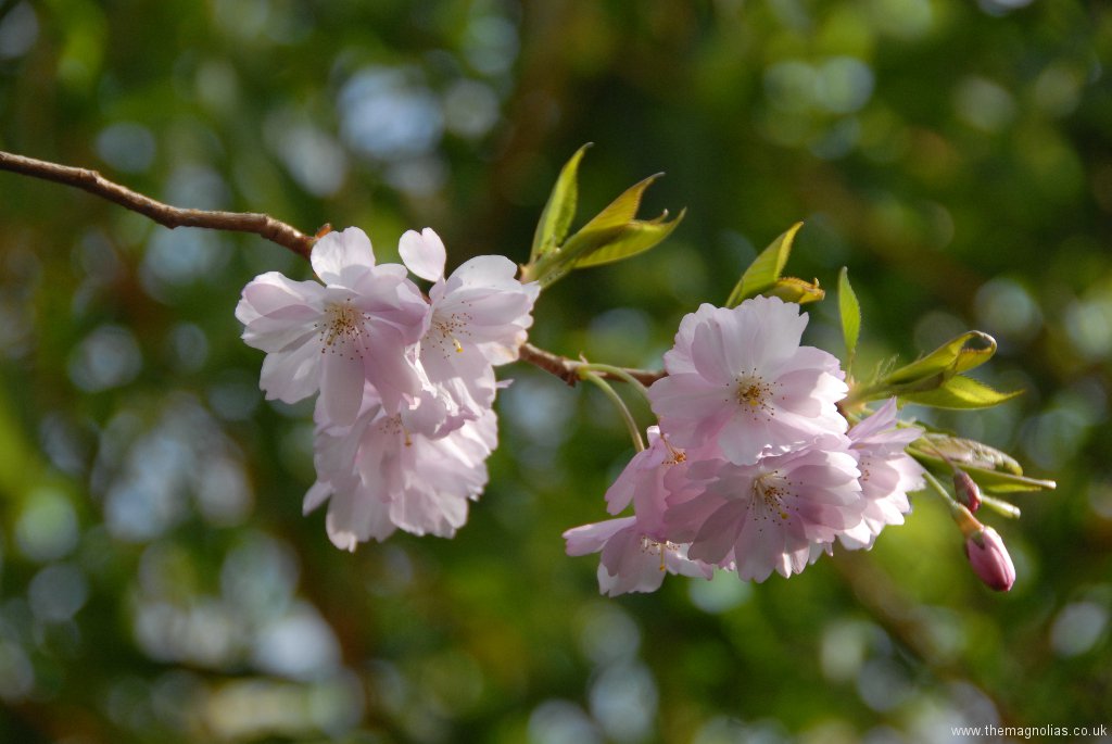 Prunus  'Accolade'