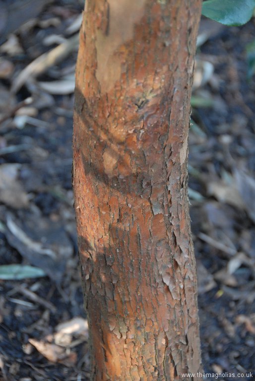 Stewartia monodelpha