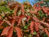 Aesculus neglecta 'Autumn Fire'