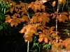 Nyssa sinensis